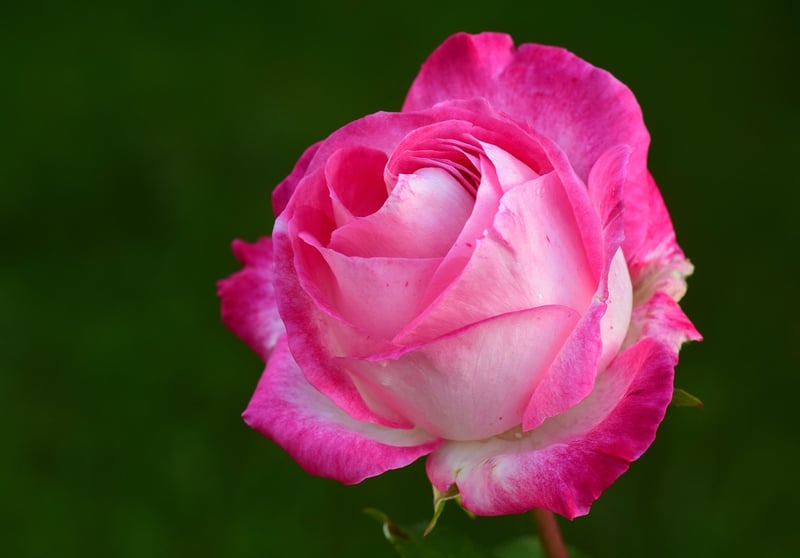Celestial Rose Garden
